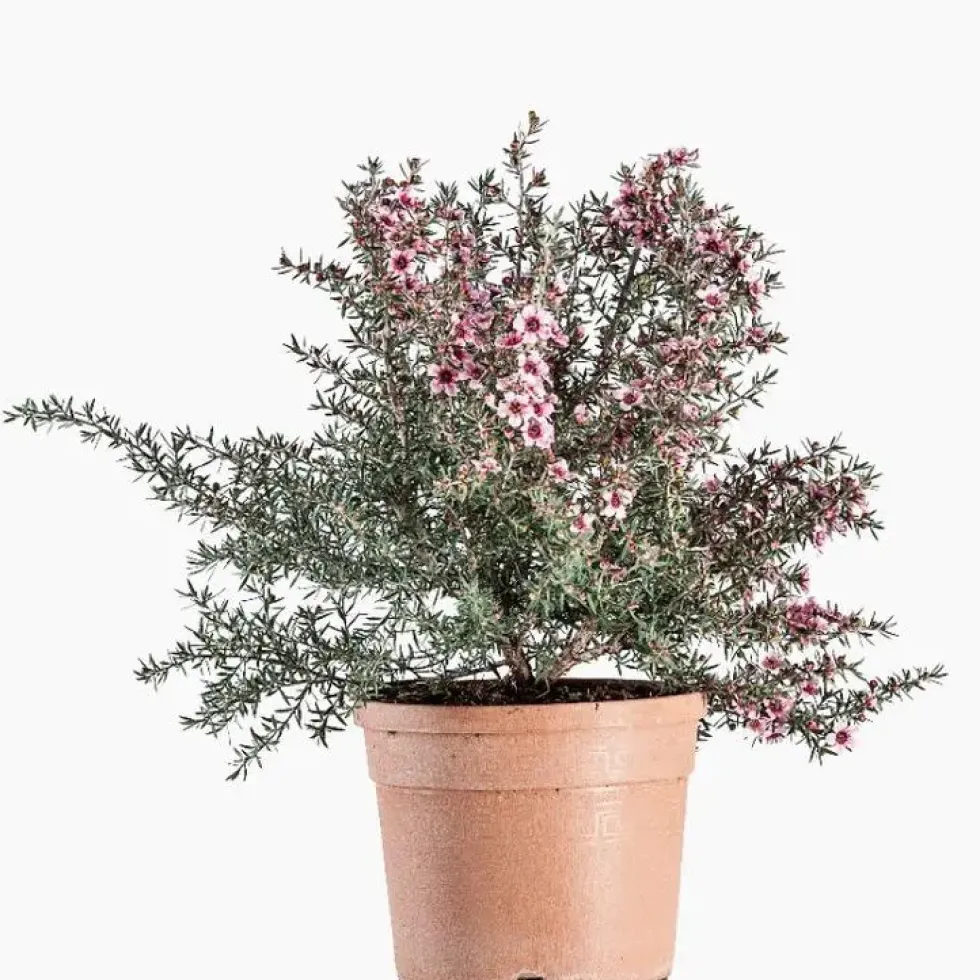 Leptospermum Scoparium (Myrte de Nouvelle Zélande) en pot de 3 litres rose