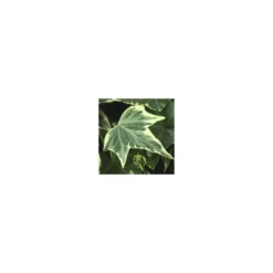 Lierre vert. Le pot de 10,5 cm