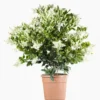 Ligustrum Japonicum Texanum (Troène du Texas) en pot de 9 L vert