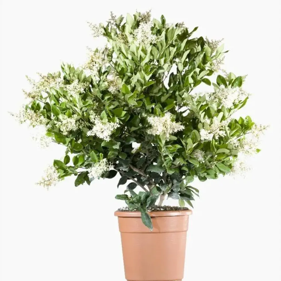 Ligustrum Japonicum Texanum (Troène du Texas) en pot de 9 L vert