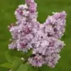 Lilas varié (Syringa Vulgaris). Le pot de 5 litres