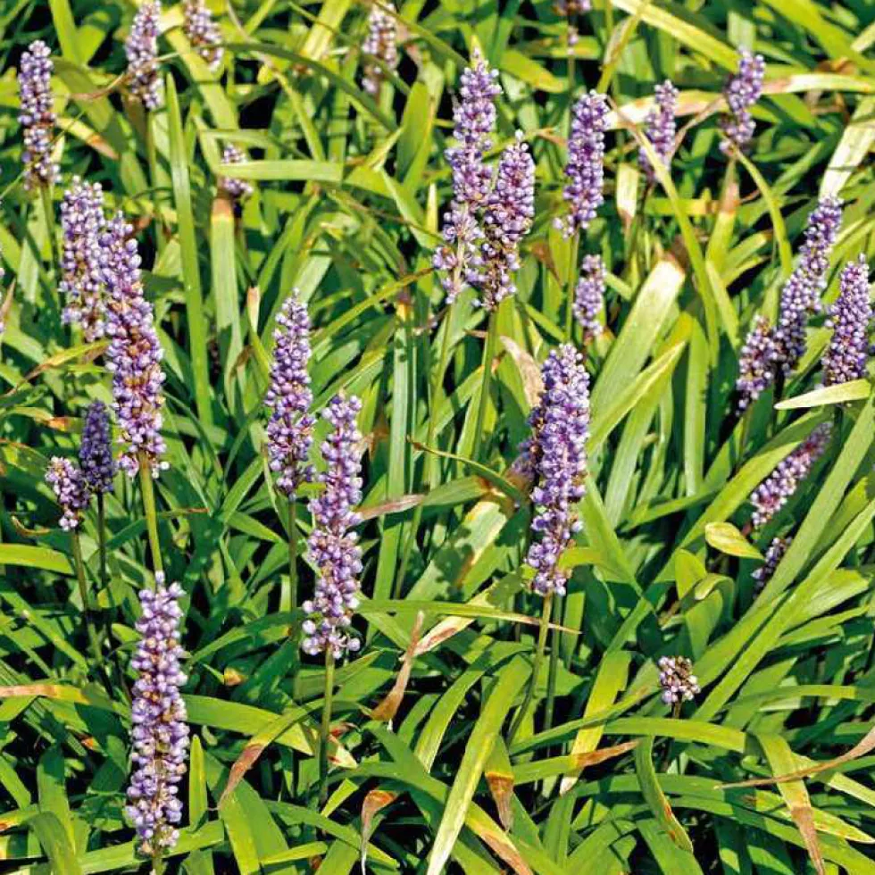 Liriope muscari bleu - Le pot de 9 x 9 cm