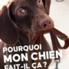 Livre Pourquoi mon chien fait-il ça ? Aux Éditions Ulmer - 96 pages