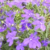 Lobelia ou lobélie - Le pot de 4,5 litres.