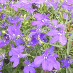 Lobelia retombant - Le pack de 6 plants
