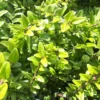 Lonicera Nitida ou Chèvrefeuille 20/30 cm en pot de 3 L