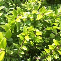 Lonicera Nitida ou Chèvrefeuille 20/30 cm en pot de 3 L
