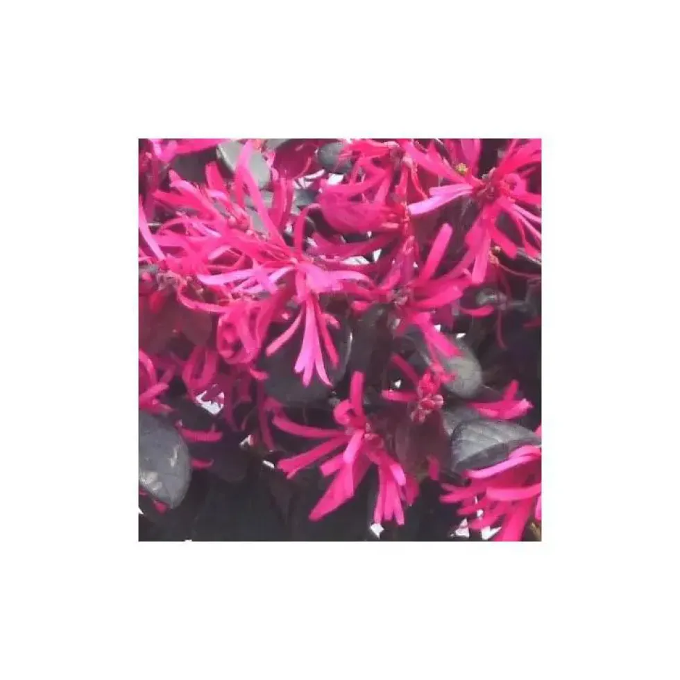 Loropetalum Buisson - Le pot de 1 litre