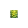 Lysimachia Punctata - Le pot de 2 litres
