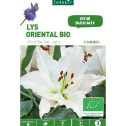 Lys Oriental Helvetia bio blanc botanic® - 2 bulbes