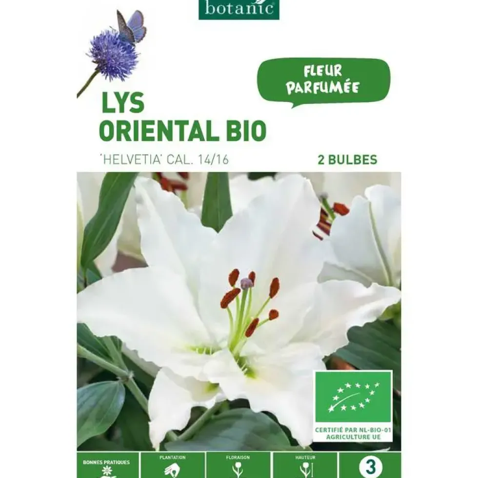 Lys Oriental Helvetia bio blanc botanic® - 2 bulbes