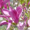 Magnolia Caduc Soulangeana – Pot de 4L