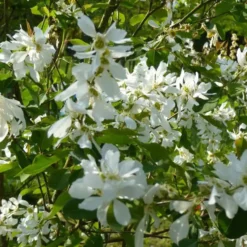 Magnolia Caduc Stellata blanc. Le pot de 4 litres
