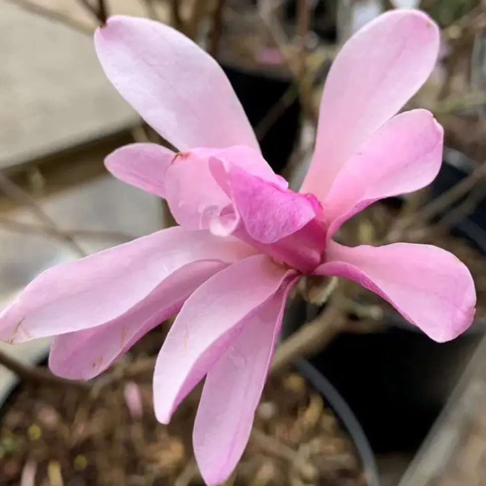 Magnolia Loebneri Leonard Messel rose. Le pot de 4 litres