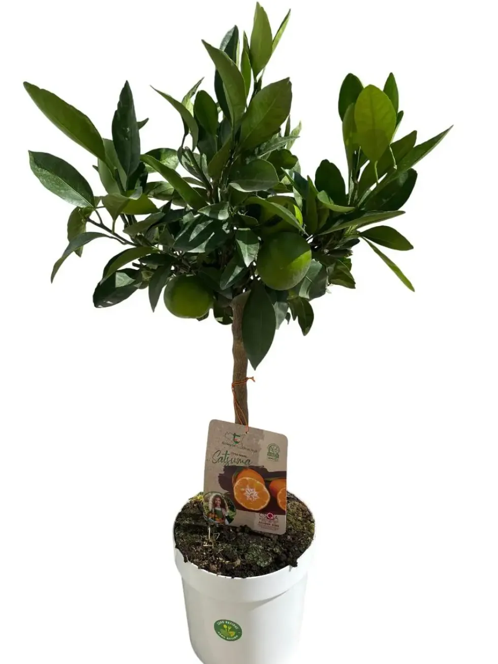 Mandarinier Satsuma coloris orange - 5 L