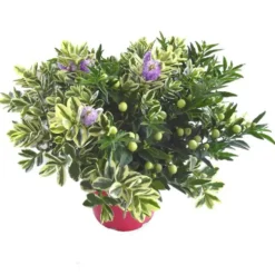 Melange Veronique/Solanum - Le pot de 19 cm