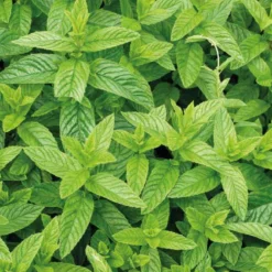 Menthe Marocaine Bio. Le pot de 1 litre