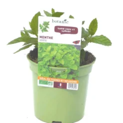Menthe Verte Bio. Le pot de 1 litre