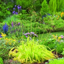 Millet doré vert botanic®. Le pot de 2 litres