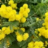 Mimosa greffe (Acacia Dealbata) tuteur. Le pot de 2,5 litres