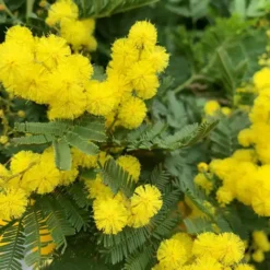 Mimosa greffe (Acacia Dealbata) tuteur. Le pot de 2,5 litres