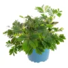 Mimosa pudica (sensitive) vert. Le pot Ø 10 cm