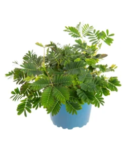 Mimosa pudica (sensitive) vert. Le pot Ø 10 cm