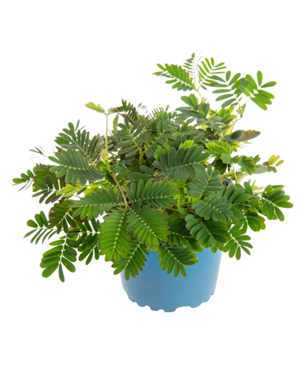 Mimosa pudica (sensitive) vert. Le pot Ø 10 cm