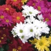 Mini Chrysantheme - Le pot diam 6 cm