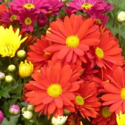 Mini chrysanthème ou marguerite d’automne - Le pot de Ø 10 cm