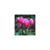 Mini Cyclamen et feuillage. La jardinière de 30 cm