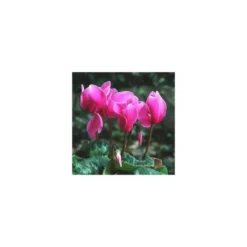 Mini Cyclamen et feuillage. La jardinière de 30 cm