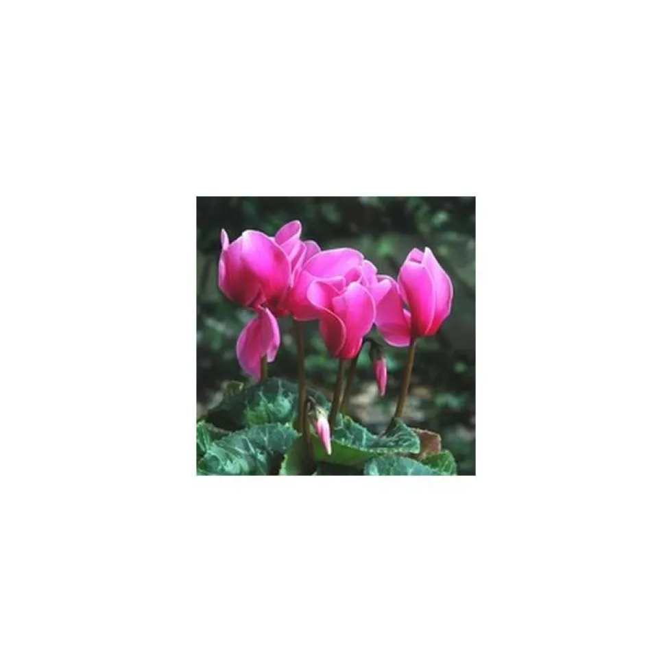 Mini Cyclamen et feuillage. La jardinière de 30 cm
