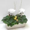 Mini Cyclamen - La jardinette champagne de 25 cm