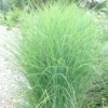 Miscanthus Sinensis Gracillimus - Le pot de 2 litres