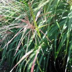 Miscanthus Sinensis Red Cloud - Le pot de 3 litres