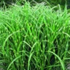 Miscanthus sinensis Zebrinus vert botanic®. Le pot de 2 litres