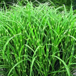 Miscanthus sinensis Zebrinus vert botanic®. Le pot de 2 litres