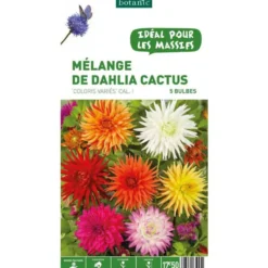 Mélange dahlia Cactus botanic® - 5 bulbes