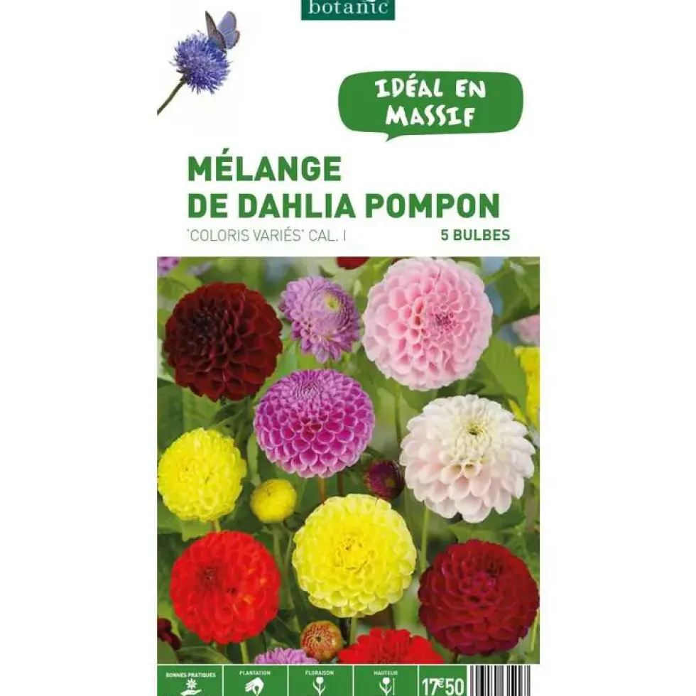 Mélange dahlia Pompom botanic® - 5 bulbes