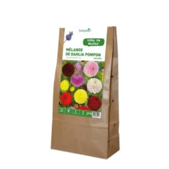 Mélange dahlia Pompom botanic® - 5 bulbes