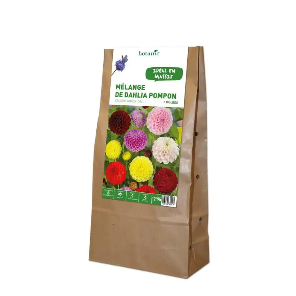 Mélange dahlia Pompom botanic® - 5 bulbes