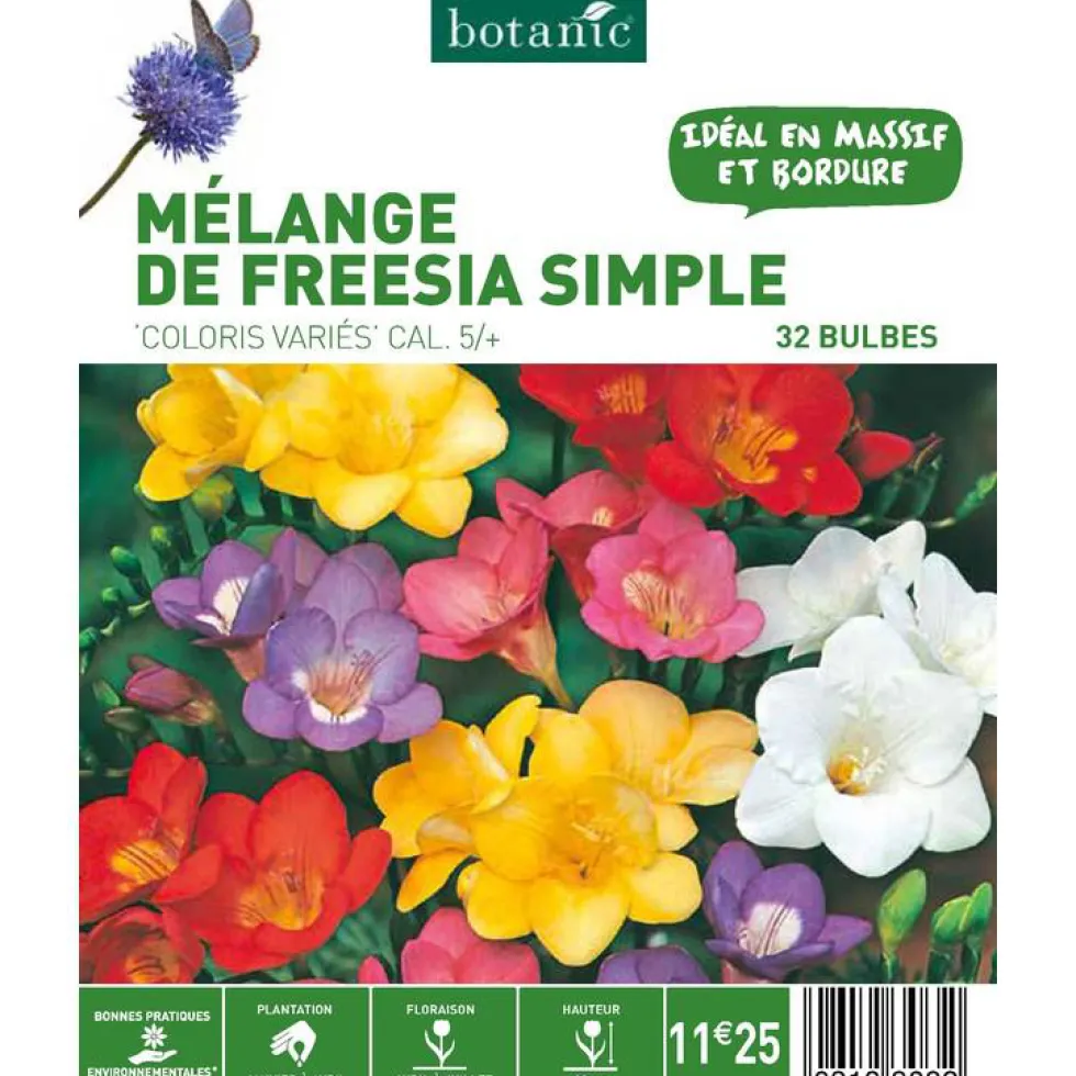 Mélange Freesia Simple botanic® - 32 bulbes