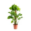 Monstera Deliciosa avec tuteur mousse. Le pot Ø 19 cm