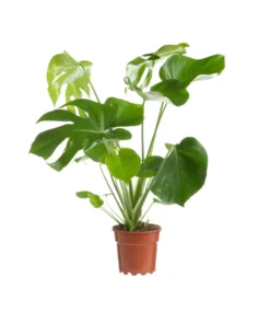 Monstera vert. Le pot Ø 21 cm