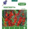 Montbretia Lucifer rouge botanic® - 8 bulbes