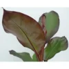 Musa Sikkimensis Red Tiger en pot de 5 L