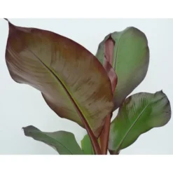 Musa Sikkimensis Red Tiger en pot de 5 L