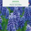 Muscari armeniacum botanic® - 15 bulbes