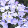 Myosotis - Le pack de 6 plants